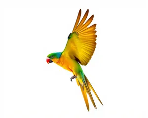 Colorful yellow parrot with beautiful feathered wings.