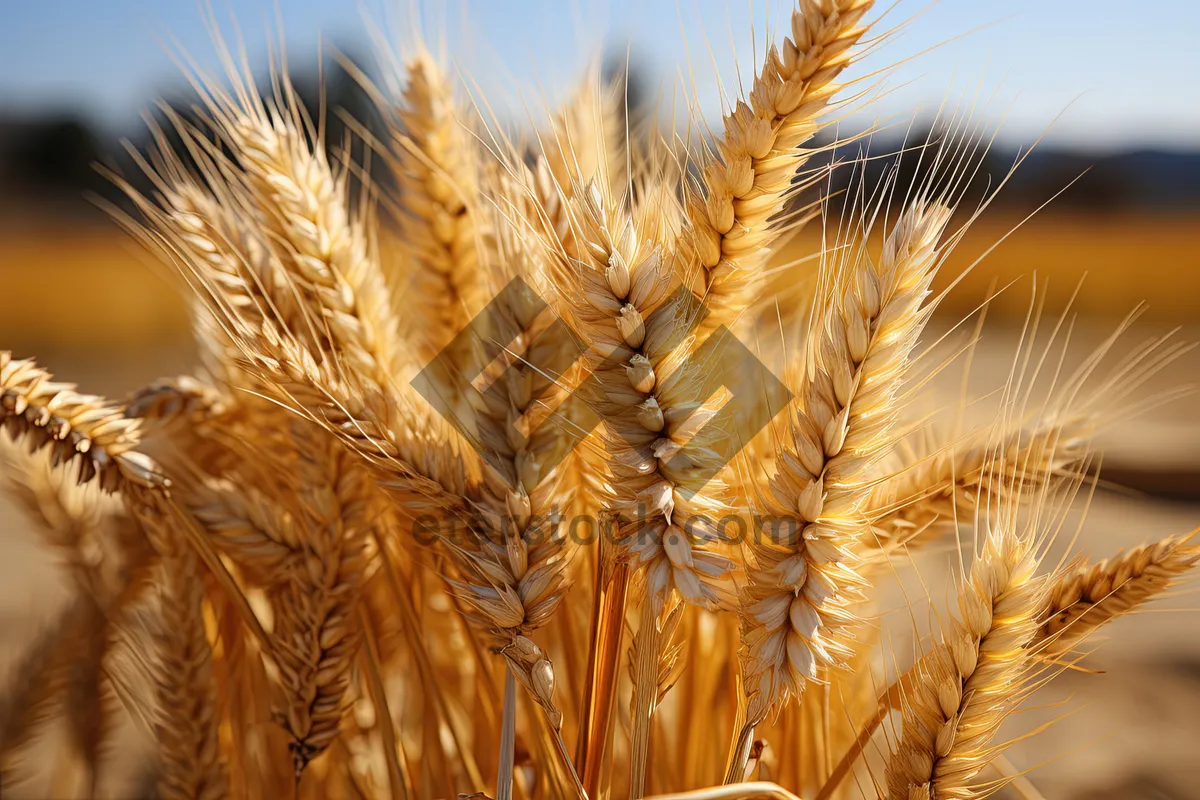 Picture of Golden wheat field under blue autumn sky.