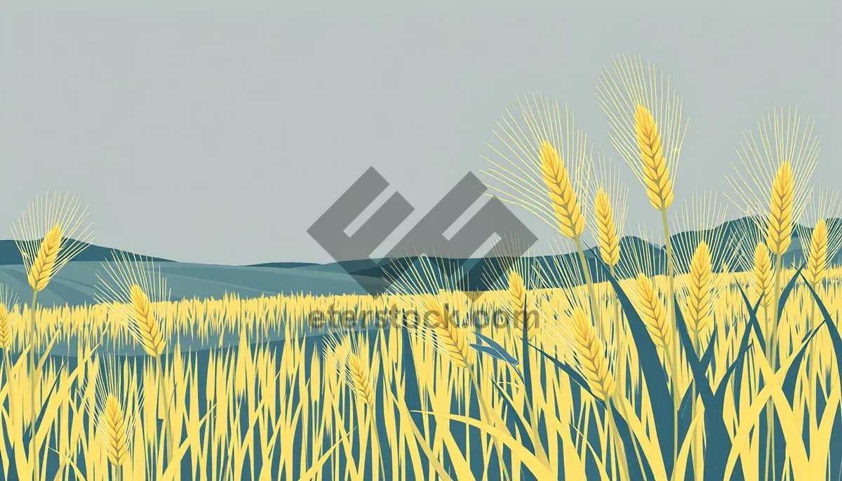 Picture of Golden summer wheat field under sunny sky landscape.