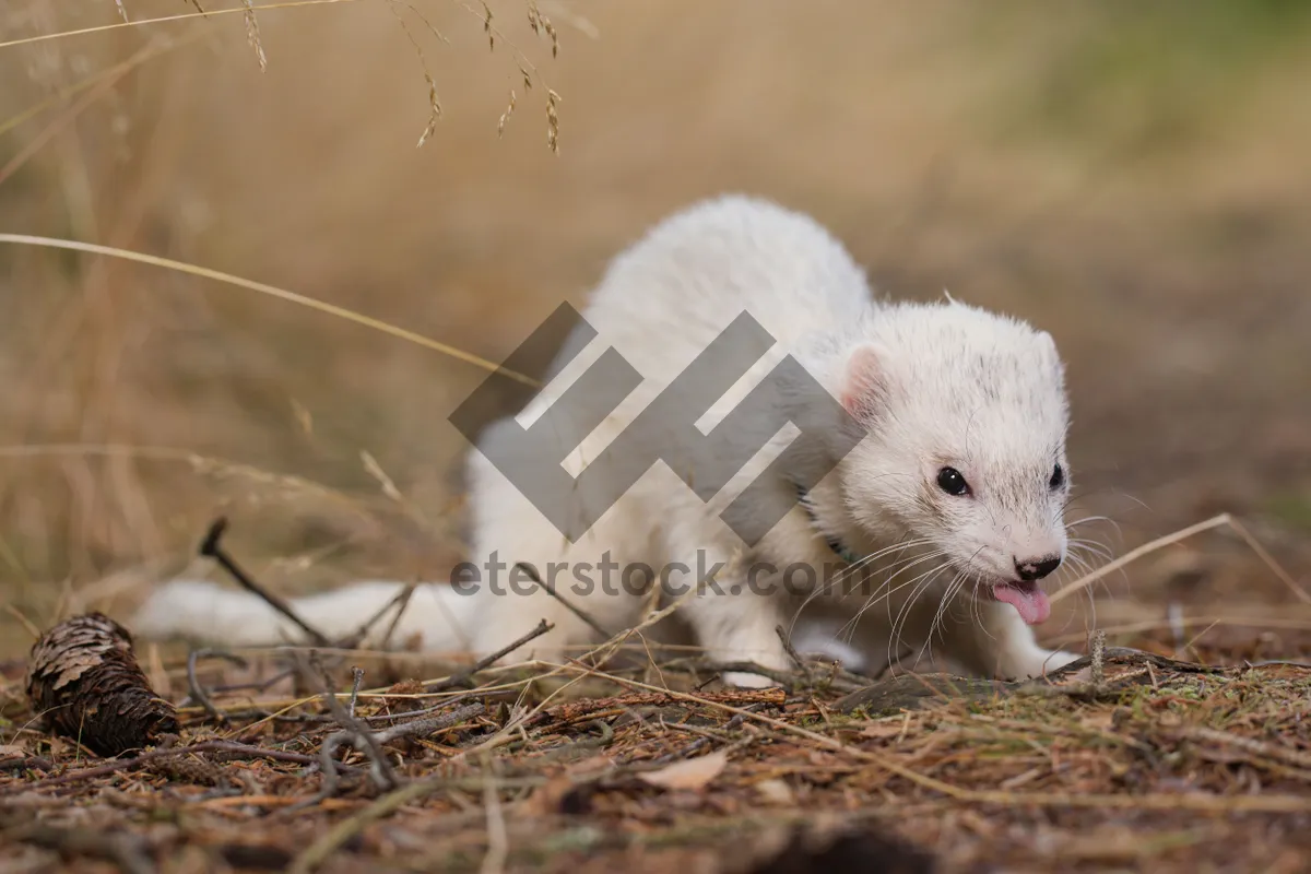 Picture of Cute Mink Wildlife Rodent at Zoo