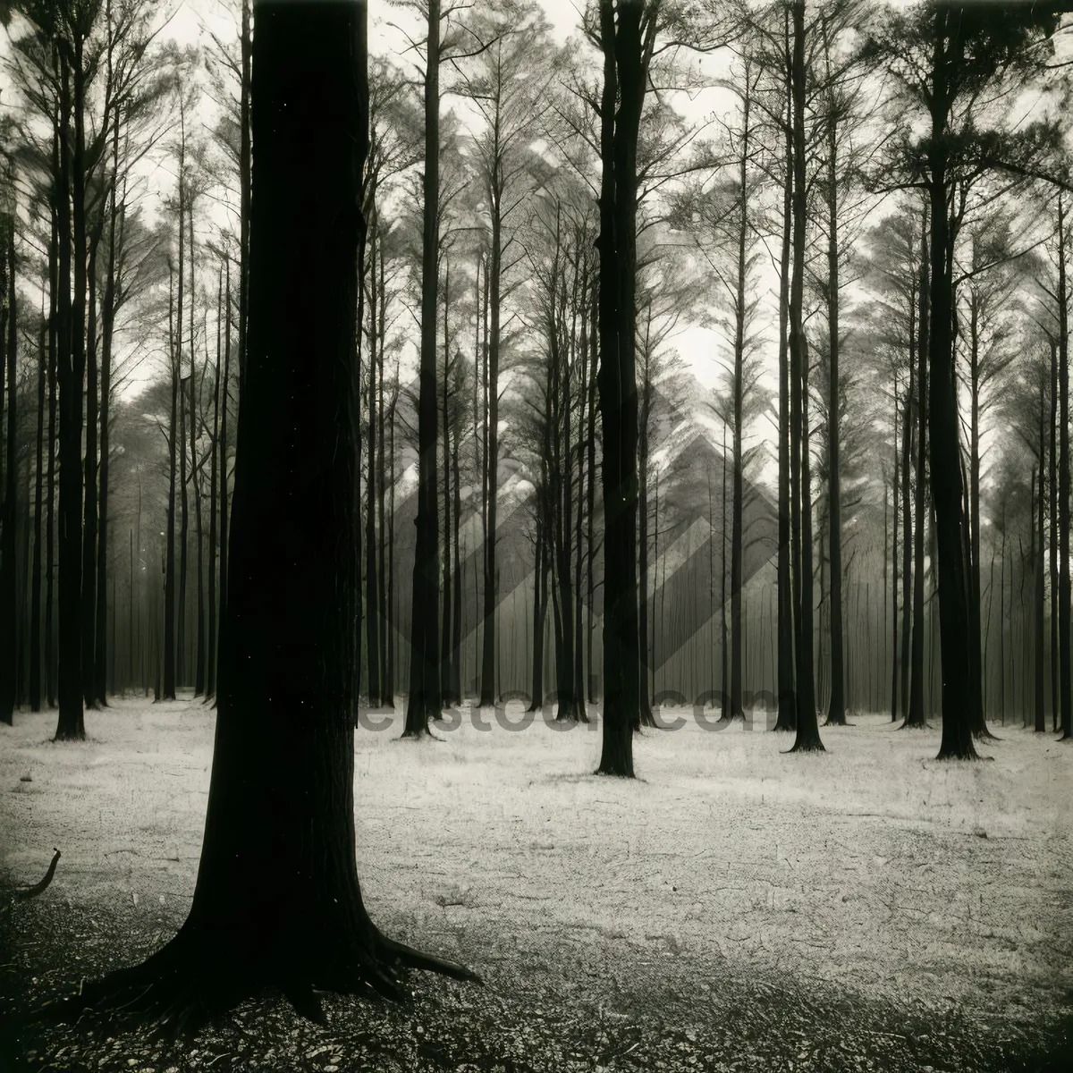 Picture of Serene Winter Forest Landscape with Silver Trees