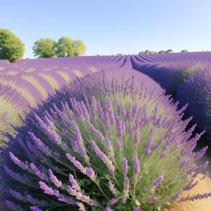 Lavender Field in Full Bloom