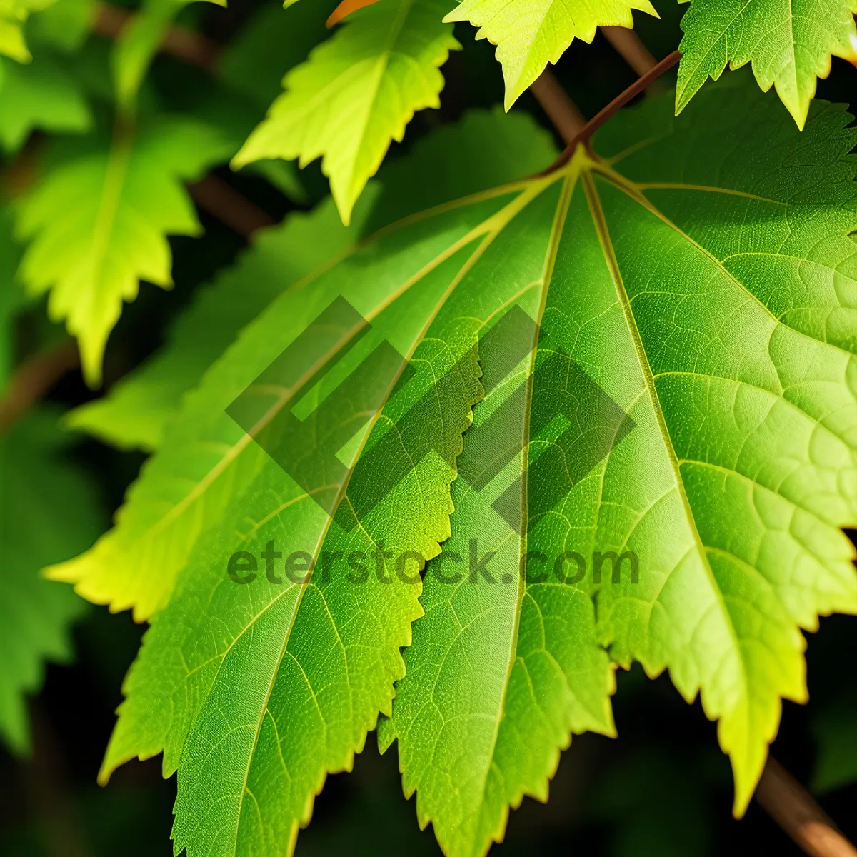Picture of Vibrant Maple Leaves in Sunlit Forest