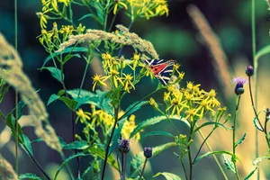 Yellow flower on branch with green leaves.