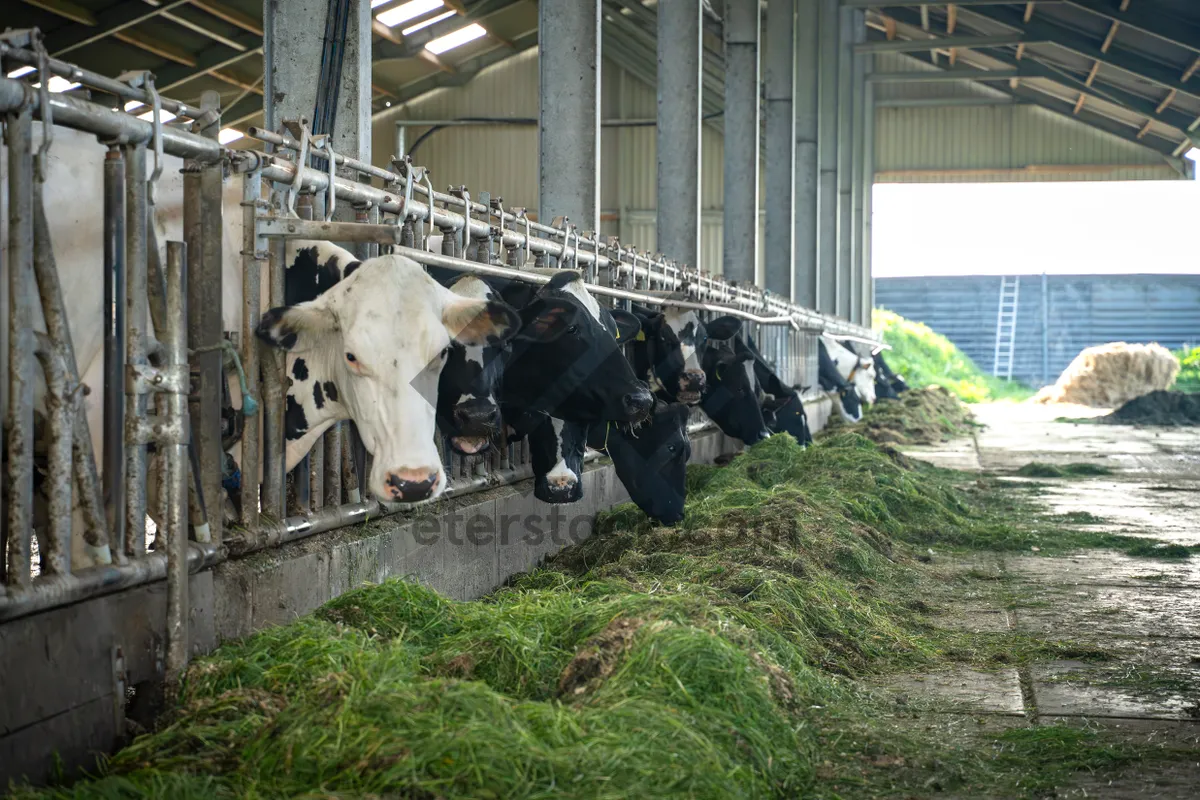 Picture of Bull grazing in rural meadow with cattle herd.