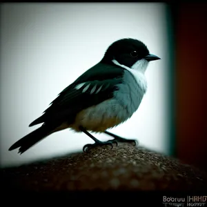 Wild Magpie perched on tree branch