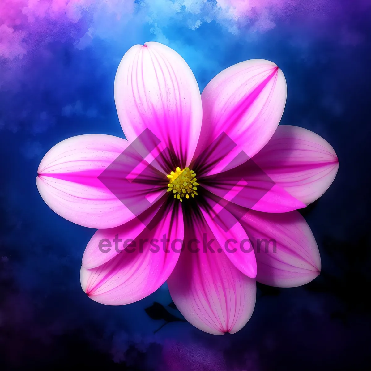 Picture of Vibrant Pink Daisy Blossom in Garden