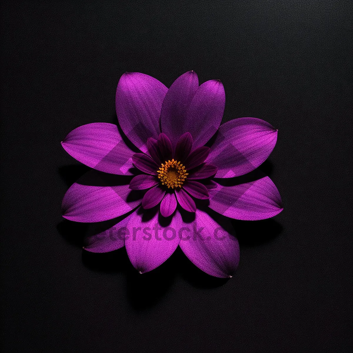 Picture of Purple Petal Blossom: Vibrant Floral Bloom in a Colorful Garden
