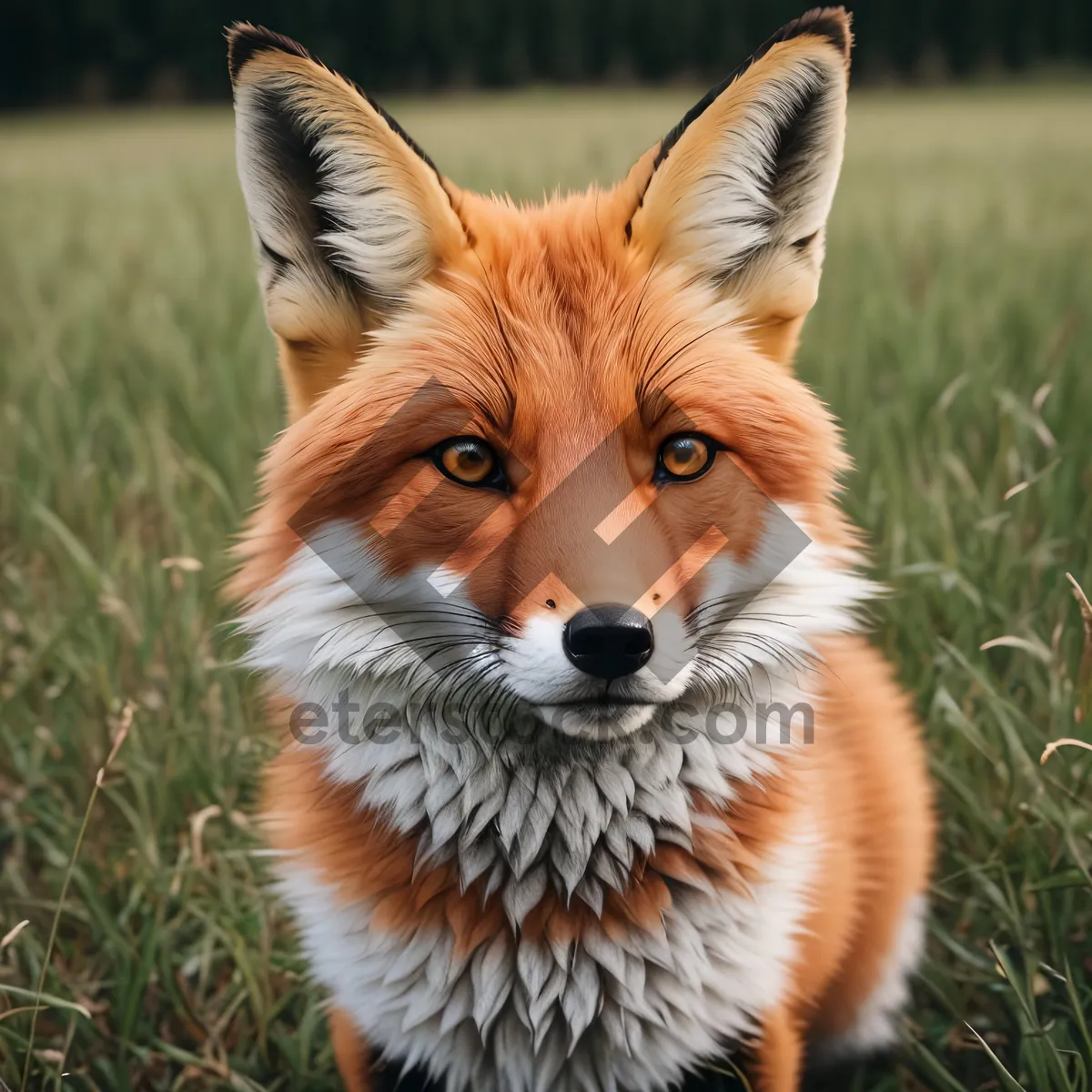 Picture of Foxy Whiskers: Adorable Red Fox Portrait