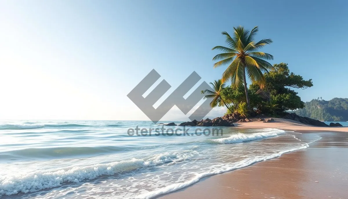 Picture of Tropical paradise beach with palm trees and crystal clear water.