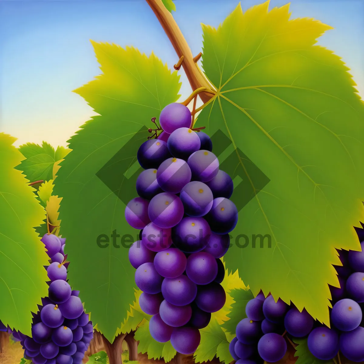 Picture of Vibrant Harvest: Ripe, Juicy Purple Grapes in Vineyard