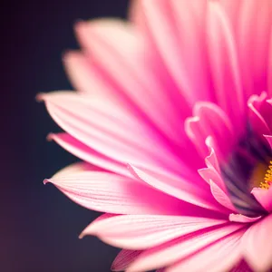 Bright Pink Lotus Petal Blossom