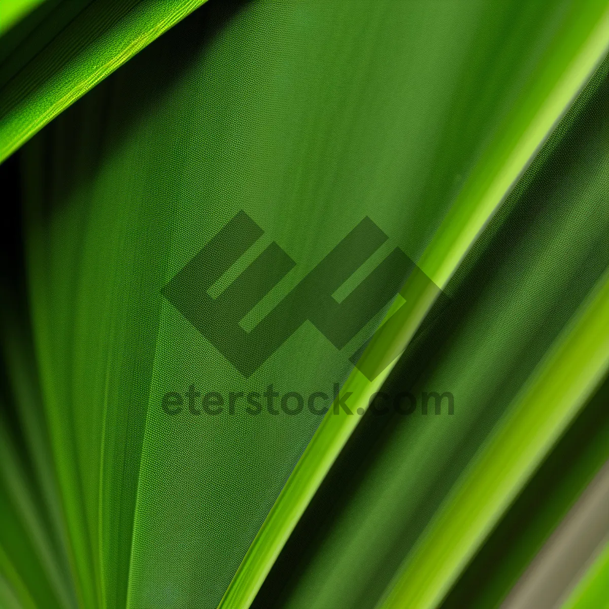 Picture of Vibrant leaf pattern on woody plant backdrop