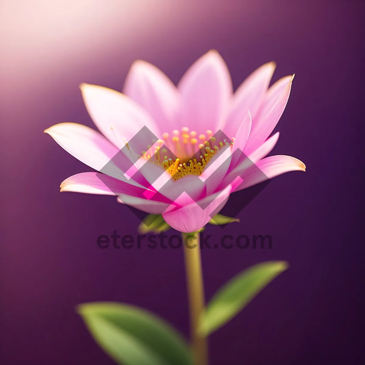 Picture of Blooming Pink Lotus Blossom in Garden Pond