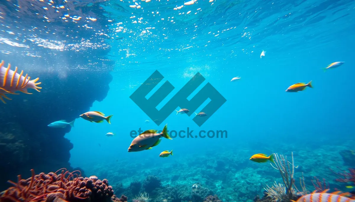 Picture of Tropical Fish Swimming in Sunlit Coral Reef