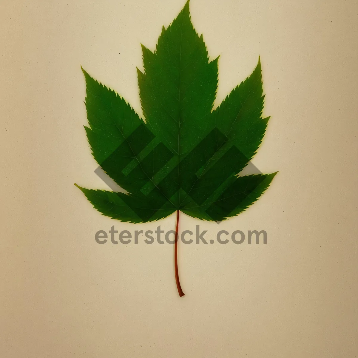 Picture of Maple Leaf in Spring Garden