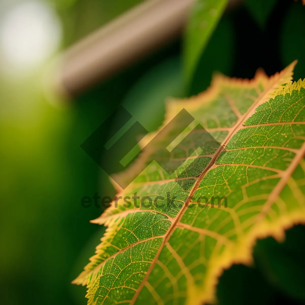 Picture of Fresh Spring Growth - Closeup of Organic Woody Plant