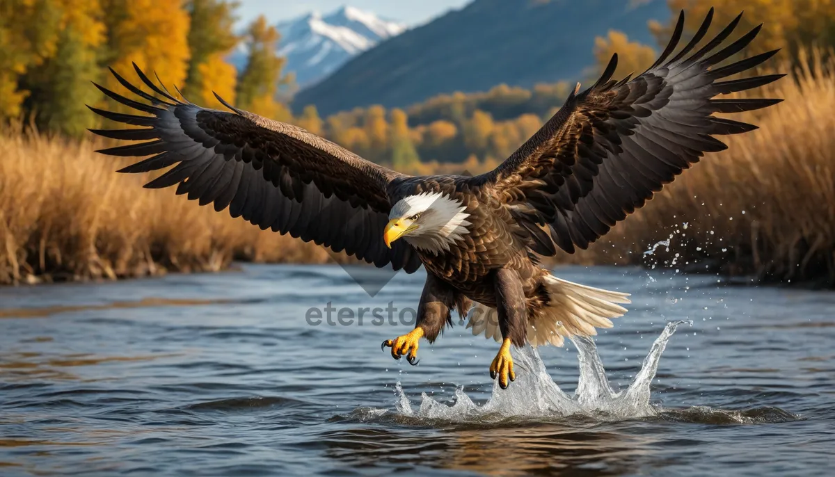 Picture of Bald Eagle in Flight with Sharp Vision