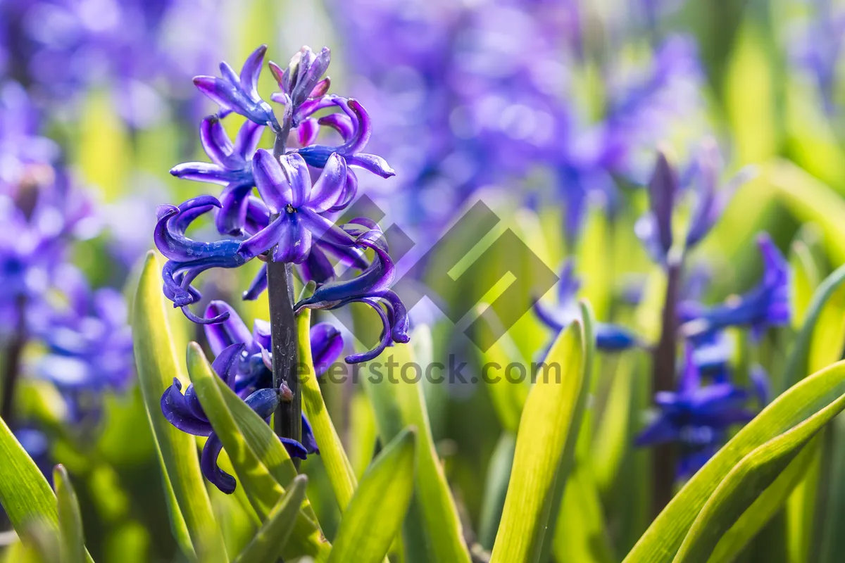 Picture of Floral purple hyacinth blooms in spring garden.