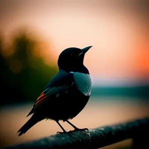 Wild Magpie Bird with Beautiful Feathers and Piercing Black Eye