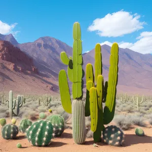 Desert Serenity: Saguaro Cactus in Majestic Landscape