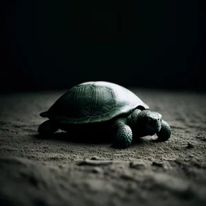 Serene Shell: Majestic Sea Turtle in Slow Motion