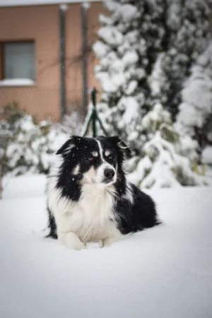 Adorable Border Collie and Domestic Cat Portrait