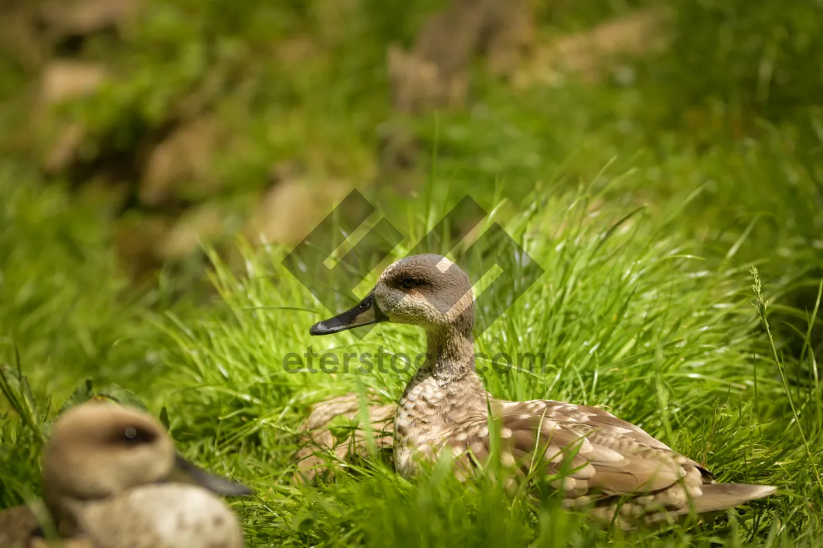 Picture of Aquatic Bird in Grass Feathers Wildlife Scene