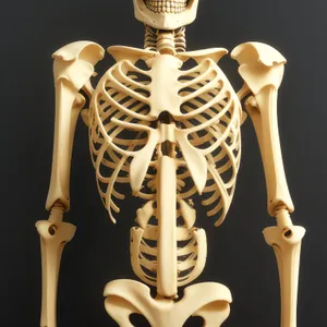 Human Spine Anatomy - 3D Skeletal Graphic