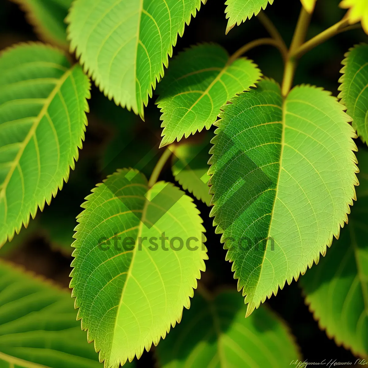 Picture of Lush Green Elm Leaves in Forest