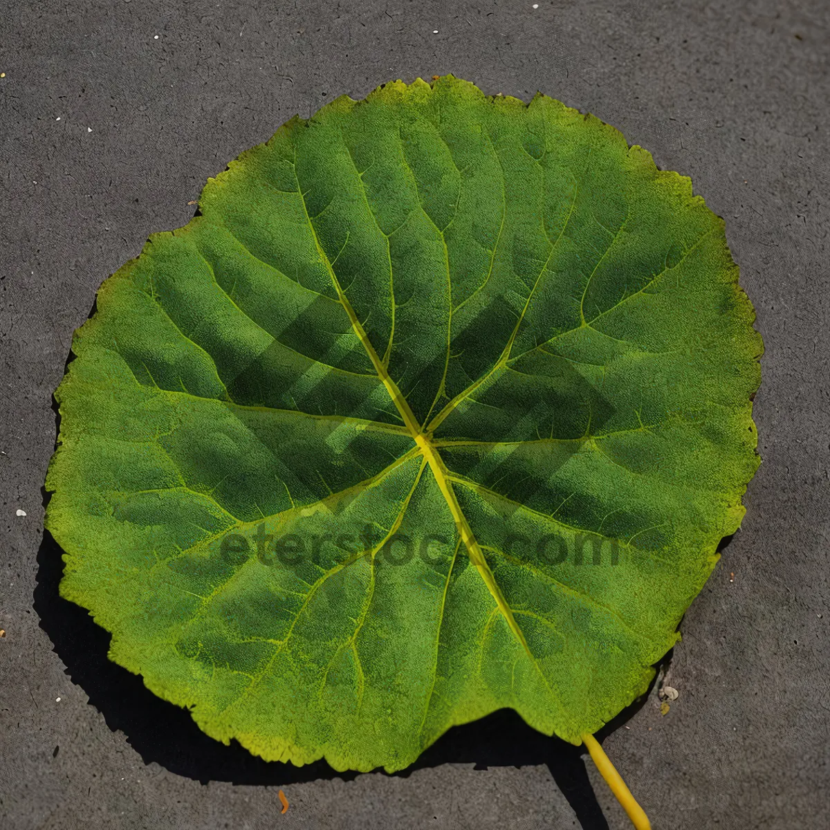 Picture of Linden Leaf: Vibrant Spring Foliage with Intricate Veins