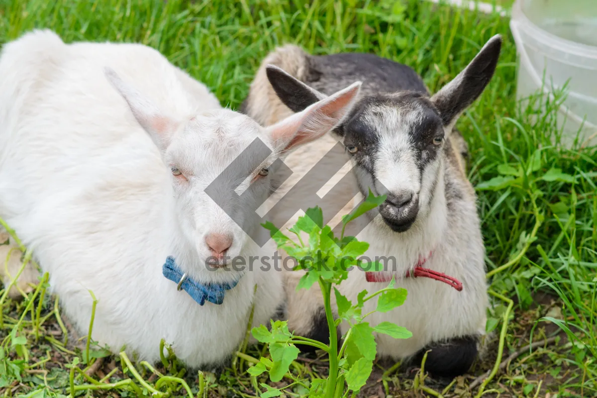 Picture of Cute Young Deer in Spring Field