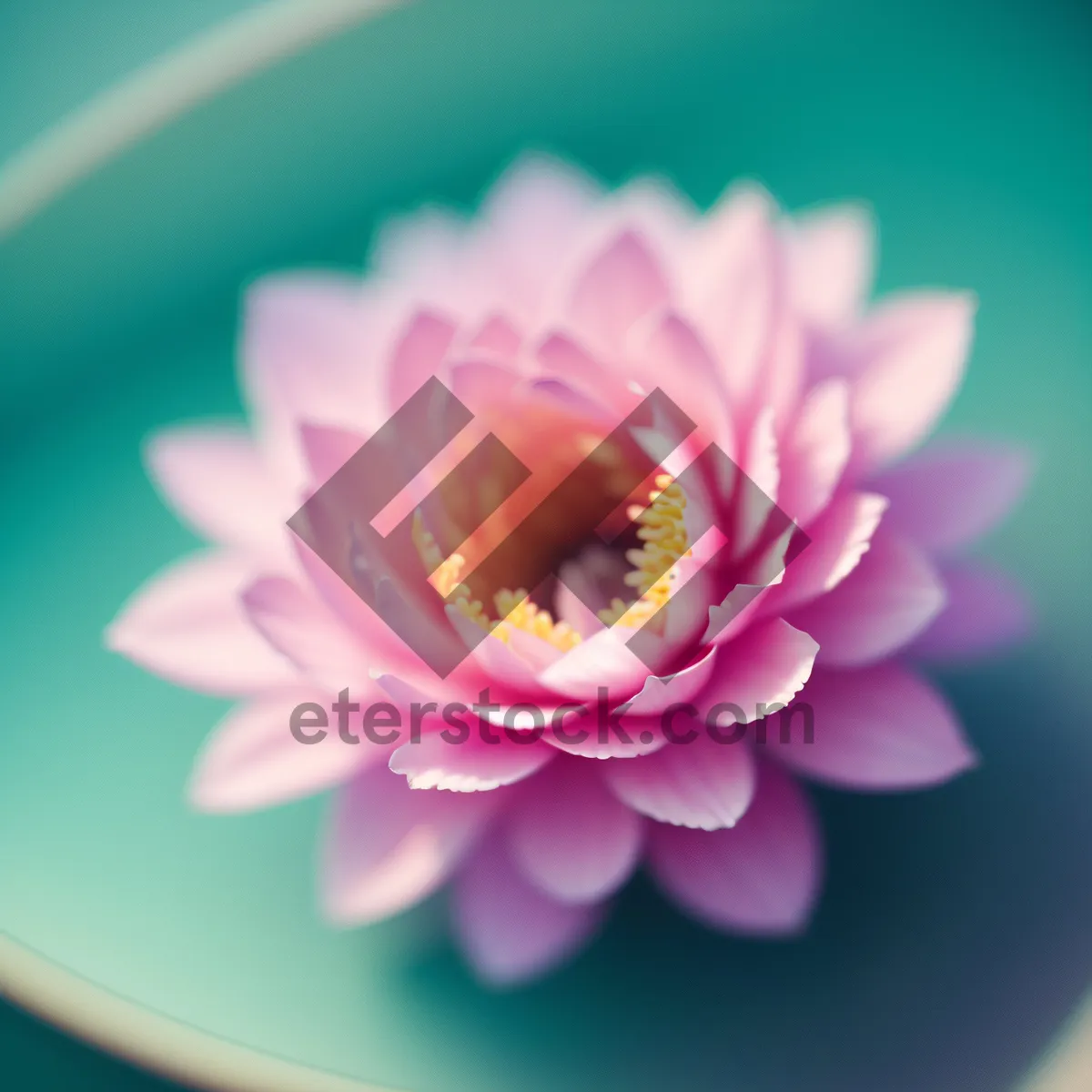 Picture of Bright Pink Lotus Blossom in Bloom
