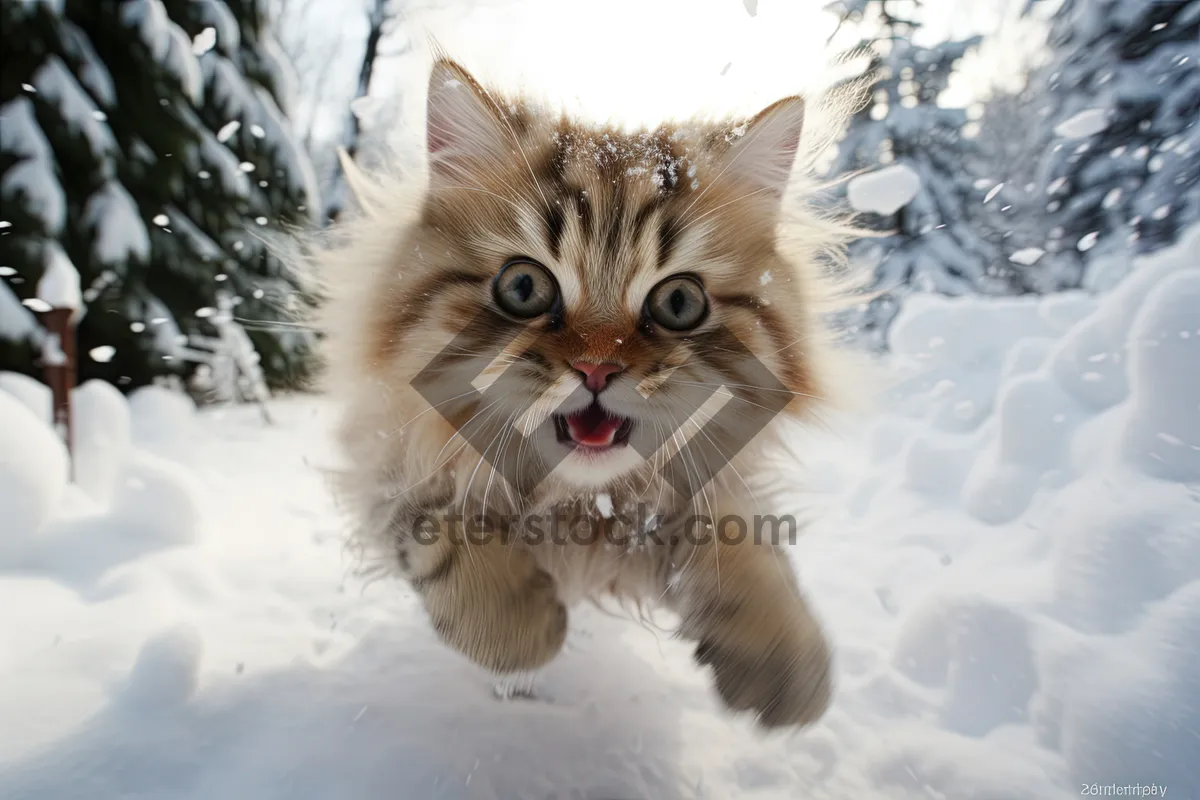 Picture of Adorable kitten with curious eyes and whiskers