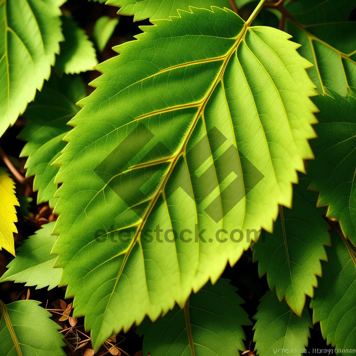 Picture of Sunlit Sumac Leaves in a Lush Forest