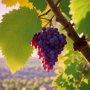 Juicy Cluster of Ripe Grapes in Vineyard