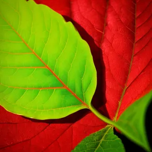 Vibrant Leaves of Sumac Shrub in Spring Garden