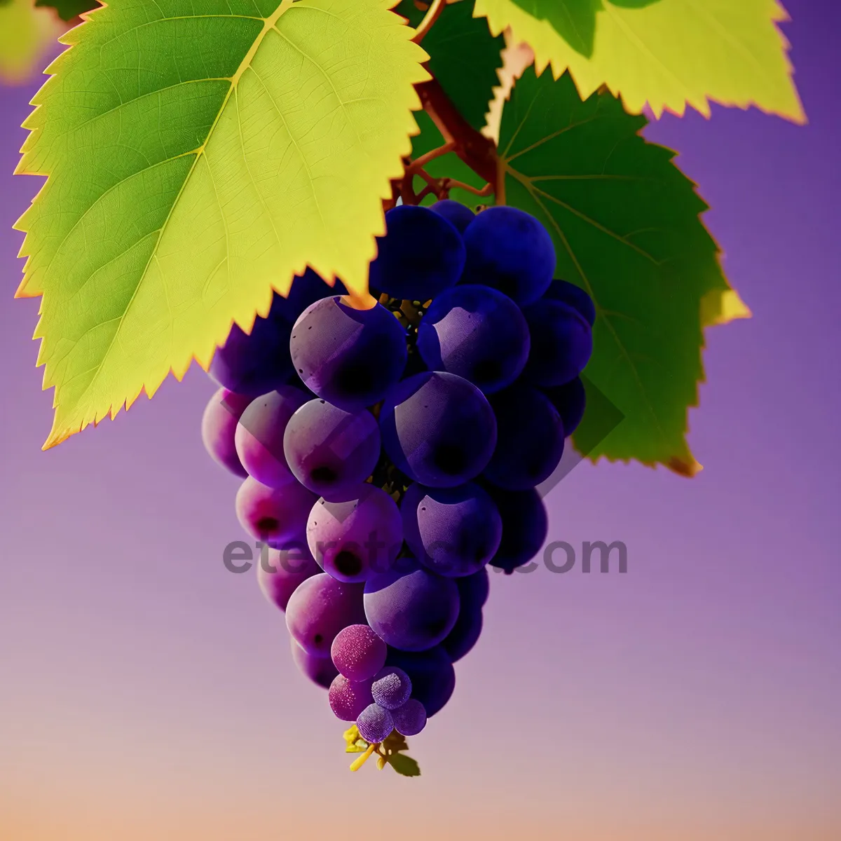 Picture of Autumn Harvest: Juicy Grape Cluster in Vineyard