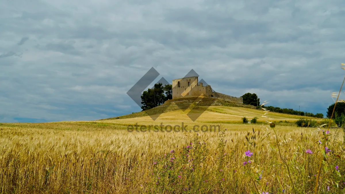 Picture of Medieval Castle Overlooking Lush Countryside Meadow