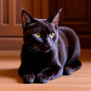 Adorable Gray Kitty on Windowsill