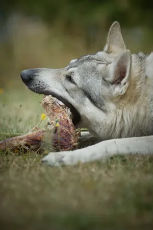 Wild Wolf with Piercing Eyes