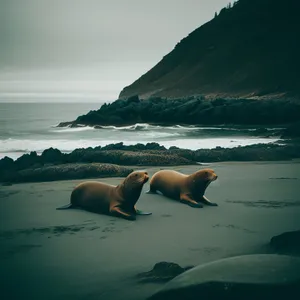 Coastal Seal Basking on Rocky Shoreline