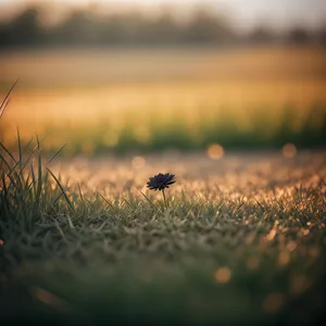 Golden Sunrise Over Bountiful Wheat Field