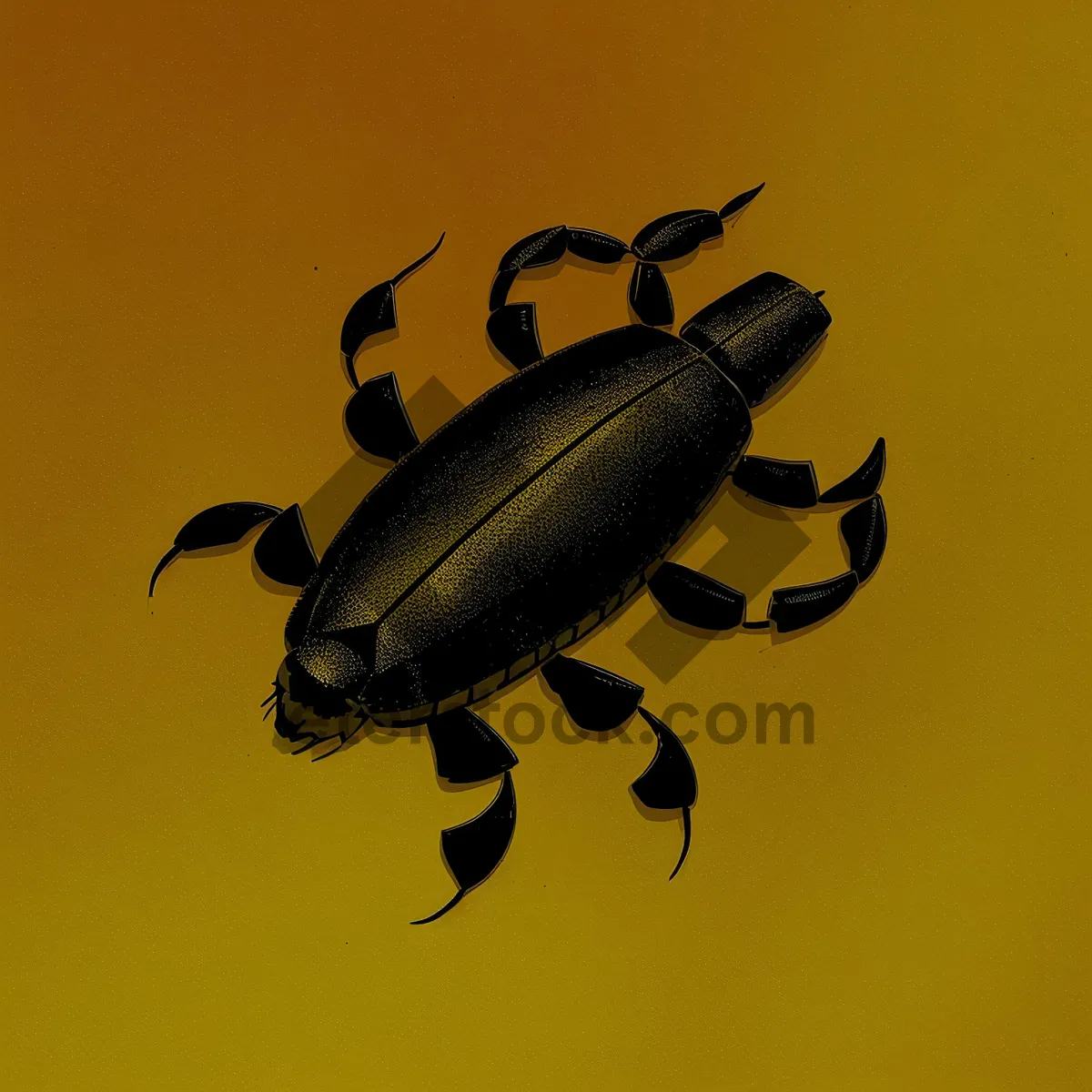 Picture of Black Ground Beetle - Close up Insect