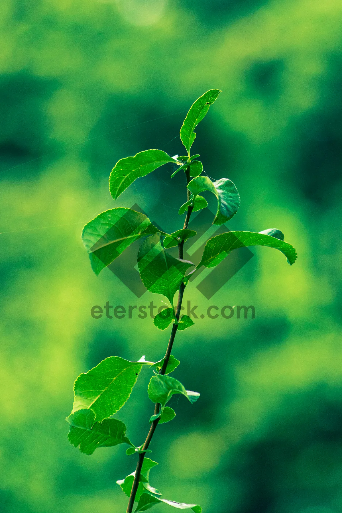 Picture of Healthy Branch With Fresh Green Leaves In Forest