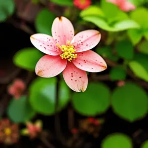 Vibrant Spring Floral Bloom with Pink Petals