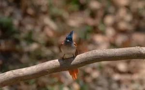 Spring bird resting on tree branch with feathers