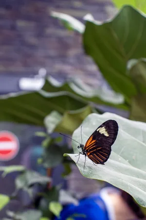 Colorful Lacewing on Pink Blossom with Orange Wings