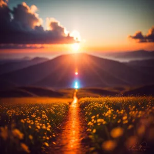 Radiant Summer Sunset Over Rural Meadow