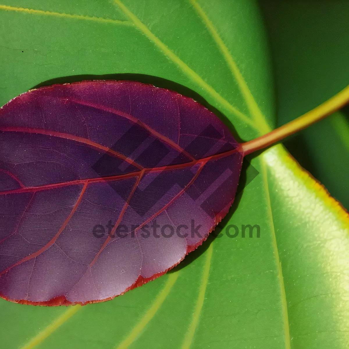 Picture of Vibrant Spring Flora Foliage in Garden